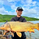 Mồi Câu Chuyên Chép LK giá rẻ (vàng) - Sản phẩm chất lượng