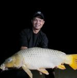 Mồi Câu Chuyên Chép LK giá rẻ (vàng) - Sản phẩm chất lượng